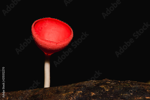 champagne mushroom in the forest on rainy day