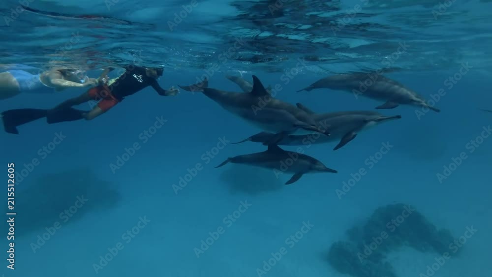 Group of tourists look at a pod of Dolphins (Spinner Dolphin, Stenella longirostris) Underwater view, Close-up, Underwater shot, 4K / 60fps
Group of tourists look at a pod of Dolphins (Spinner Dolphin, Stenella longirostris) Underwater view, Close-up, Underwater shot, 4K / 60fps
