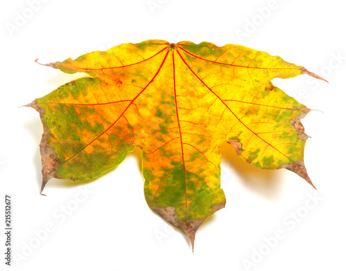 Dry autumn maple-leaf