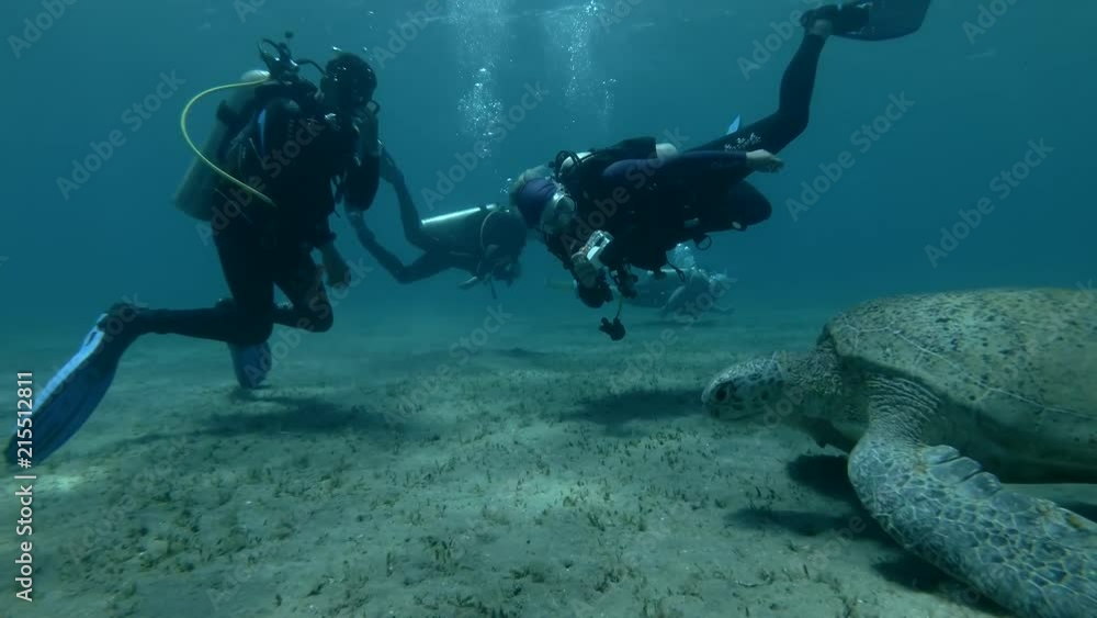 Group of scuba divers look at on old male Green sea turtle dives down to the scuba diver (Chelonia mydas) Underwater shot, 4K / 60fps
Group of scuba divers look at on old male Green sea turtle dives down to the scuba diver (Chelonia mydas) Underwater shot, 4K / 60fps