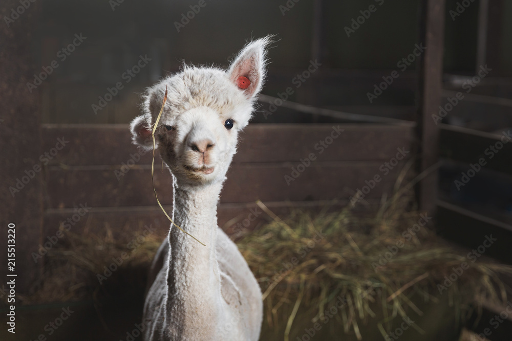 White alpaca on the farm - obrazy, fototapety, plakaty 