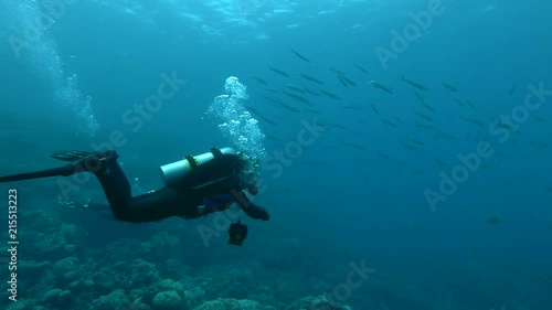 Two scuba divers man and woman looks at on school of Yellow-tail Barracuda (Sphyraena flavicauda) Underwater shot, 4K / 60fps 
 photo