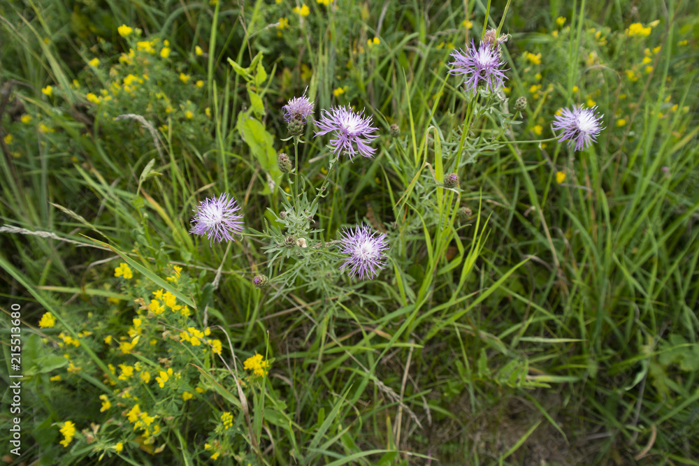 Creeping Thistle blooming in spring