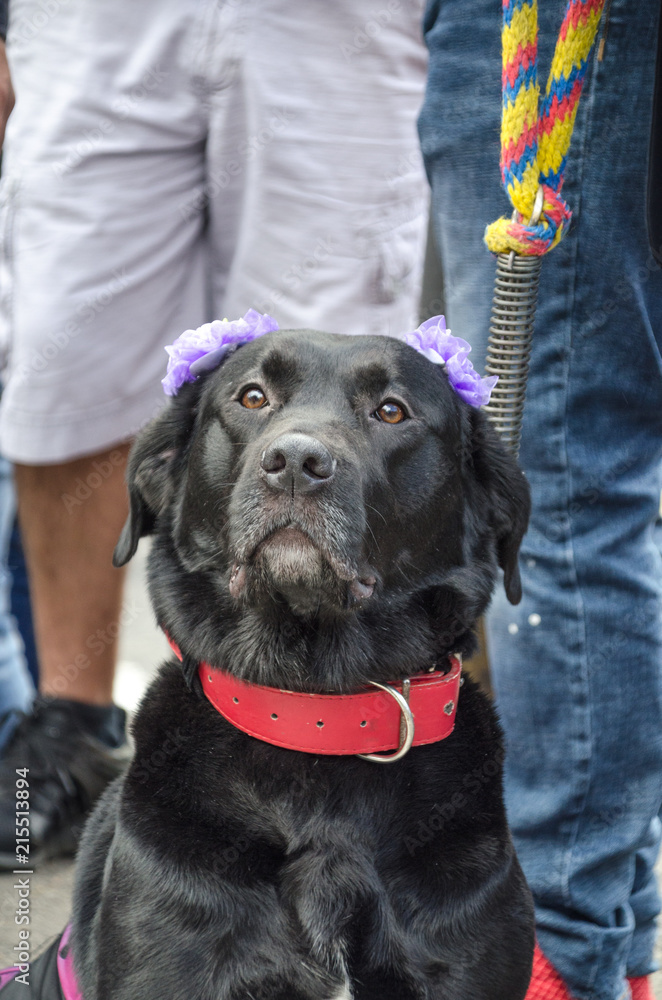 Obraz premium Costume dog ii