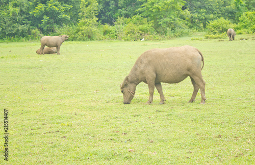 Buffalo graze