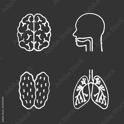 Internal organs chalk icons set