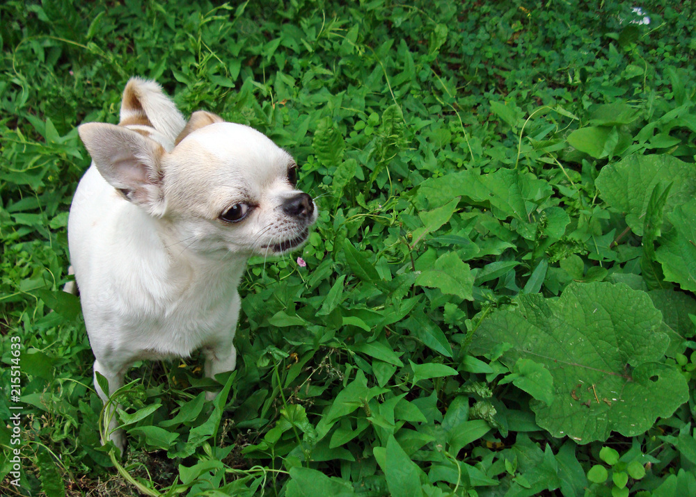A small dog breed Chihuahua. A small dog breed Chihuahua.