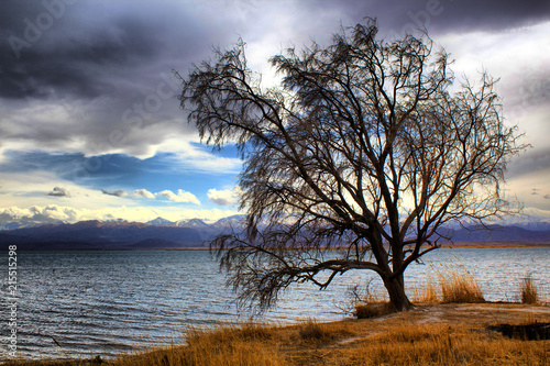 Tree near the lake and mountains