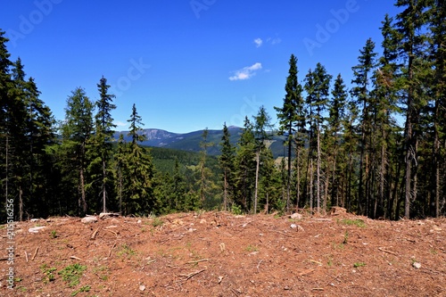 forest