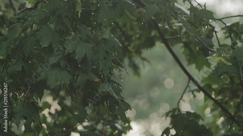 Rainy storm outside. Derevev branches sway in the wind in the rain in slow motion photo