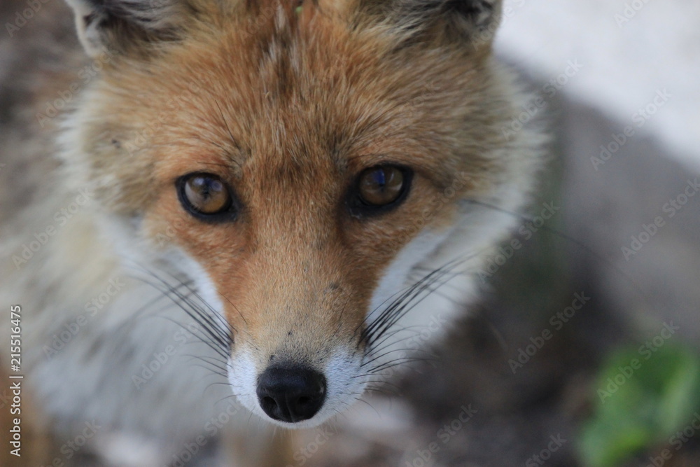 Fototapeta premium Fox closeup
