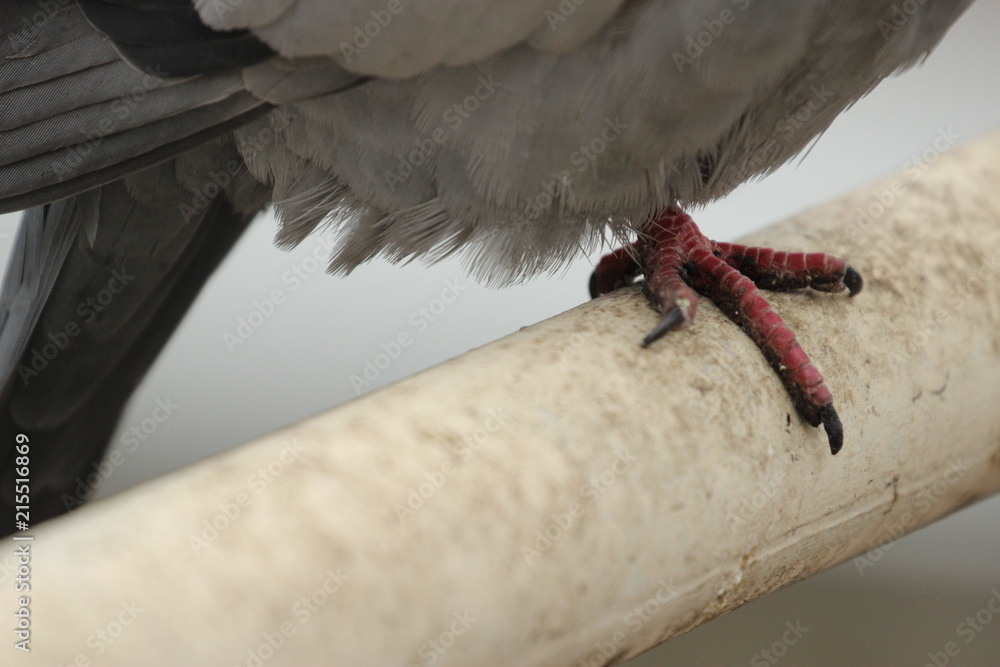 Naklejka Pigeon Leg