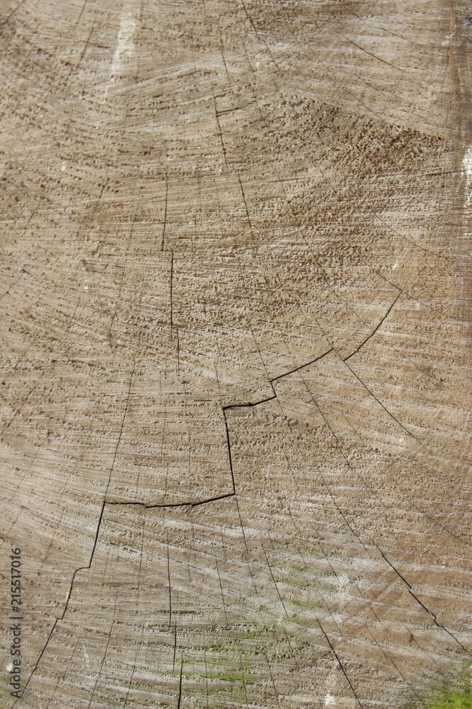 Fototapeta premium Wood Texture