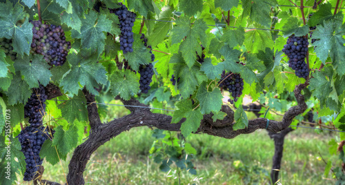 grappolo di uva nera prima della vendemmia 5