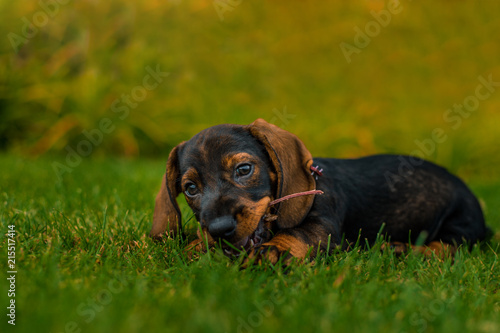 Dachshund puppy dog ​​in the grass bites a stick