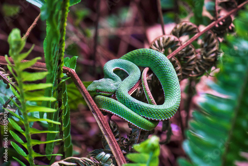 Green snake (Trimeresurus sp.) is curled on fern tree at forest.