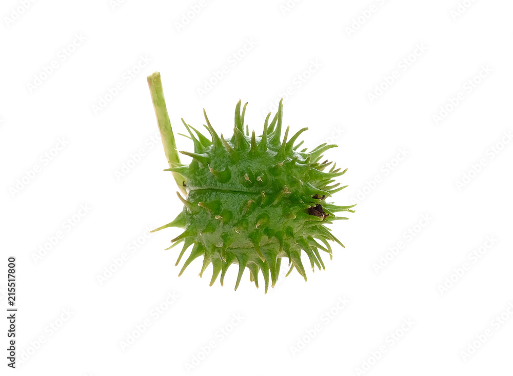Castor bean on (Fresh) white background. Castor bean on (Fresh) white background.