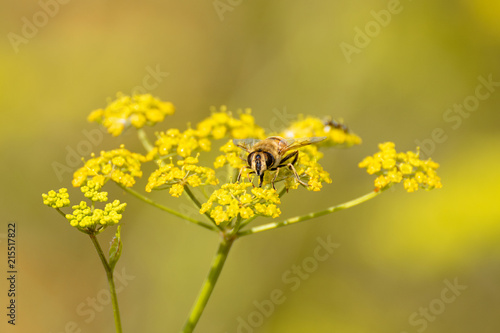 bee on a yellow flower in summer © Thomas Bauer