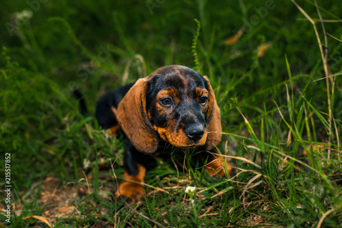 Dachshund puppy in the grass