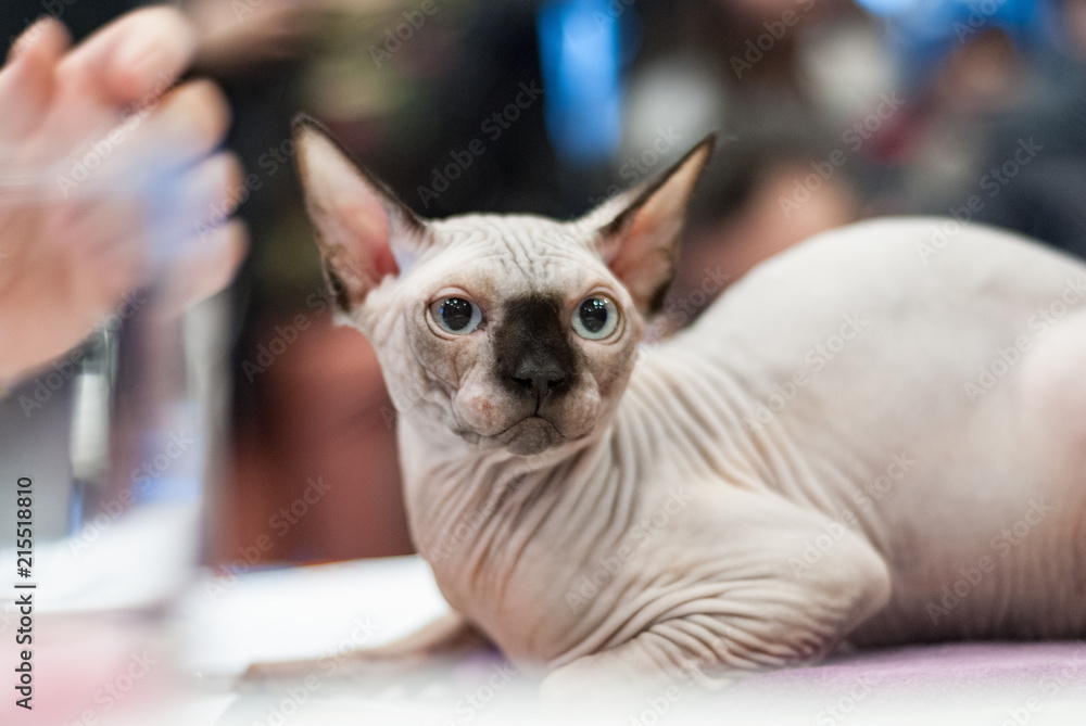 Cat sphinx without hair no, at table, animal Veterinary Clinic Cat sphinx without hair no, at table, animal Veterinary Clinic