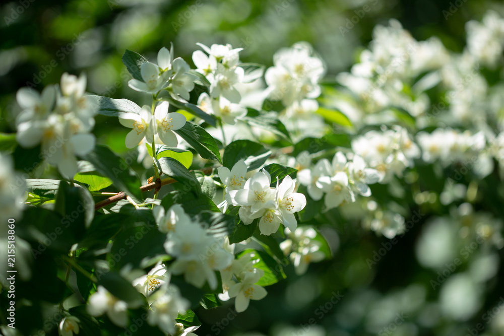 Beautiful blooming jasmine branch with white flowers at sunlight in summer sunny day. Tender white petals and yellow stamens of jasmine flowers close up. Beauty of jasmine blossoms. Beautiful blooming jasmine branch with white flowers at sunlight in summer sunny day. Tender white petals and yellow stamens of jasmine flowers close up. Beauty of jasmine blossoms.