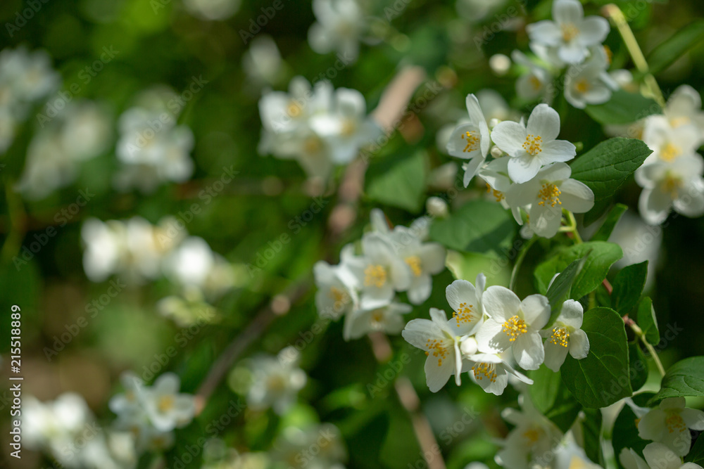 Beautiful blooming jasmine branch with white flowers at sunlight in summer sunny day. Tender white petals and yellow stamens of jasmine flowers close up. Beauty of jasmine blossoms. Beautiful blooming jasmine branch with white flowers at sunlight in summer sunny day. Tender white petals and yellow stamens of jasmine flowers close up. Beauty of jasmine blossoms.