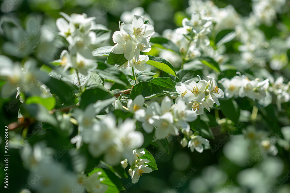 Beautiful blooming jasmine branch with white flowers at sunlight in summer sunny day. Tender white petals and yellow stamens of jasmine flowers close up. Beauty of jasmine blossoms. Beautiful blooming jasmine branch with white flowers at sunlight in summer sunny day. Tender white petals and yellow stamens of jasmine flowers close up. Beauty of jasmine blossoms.