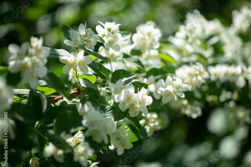 Fototapeta Naklejka Na Ścianę i Meble -  Beautiful blooming jasmine branch with white flowers at sunlight in summer sunny day. Tender white petals and yellow stamens of jasmine flowers close up. Beauty of jasmine blossoms.