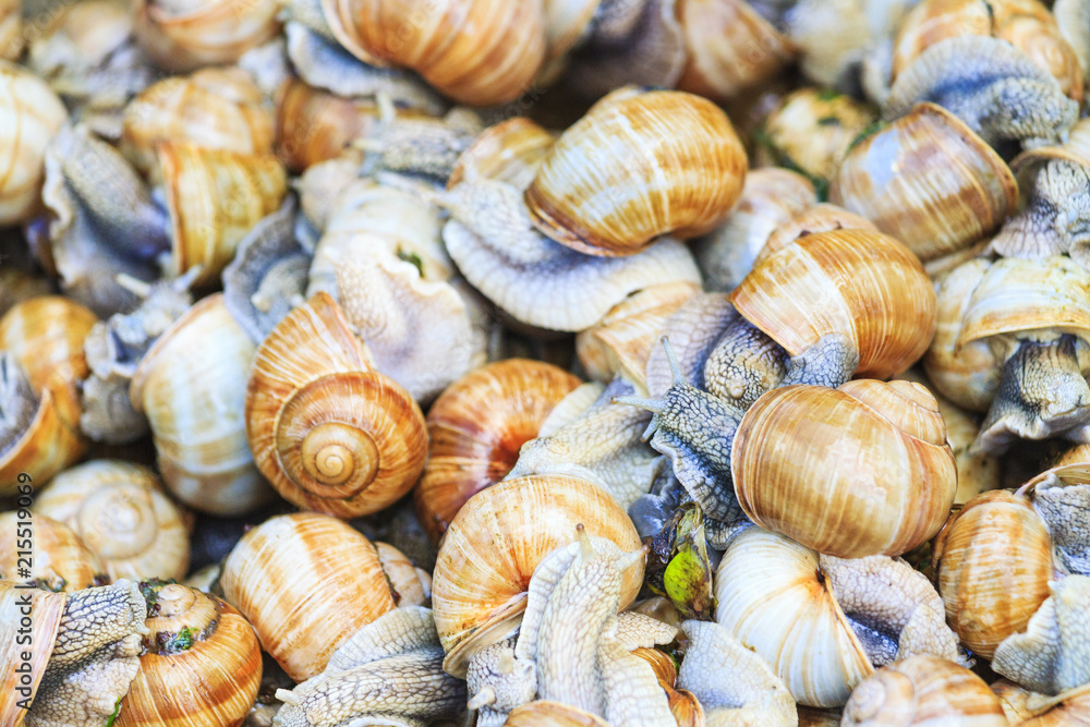 Helix pomatia texture of snails