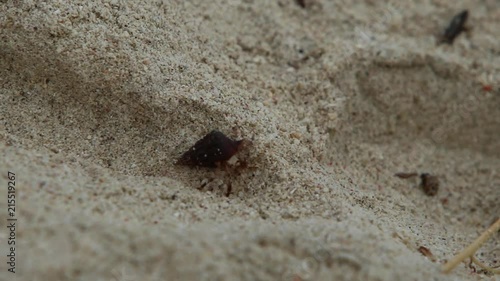 Hermit Crab Crawling Across Sand photo