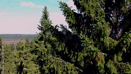 Ascending View Along a Spruce Tree to Reveal Estonian Bog and Forest Shot With DJI Spark photo