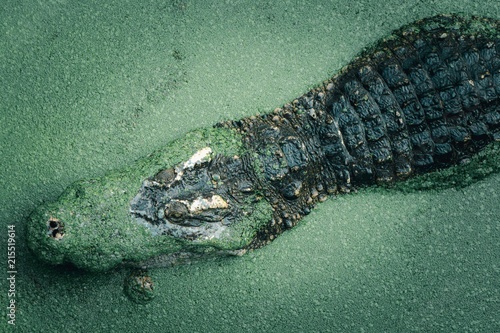 Crocodile in a lake photo