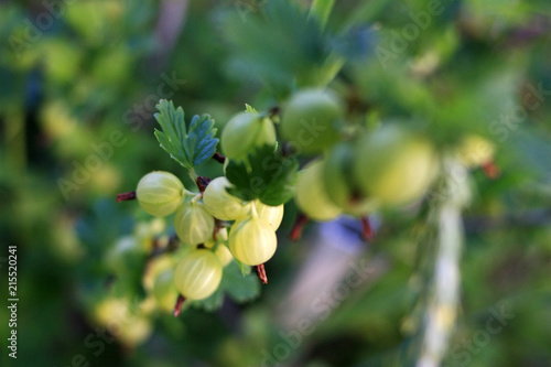 Gooseberry berries on a branch