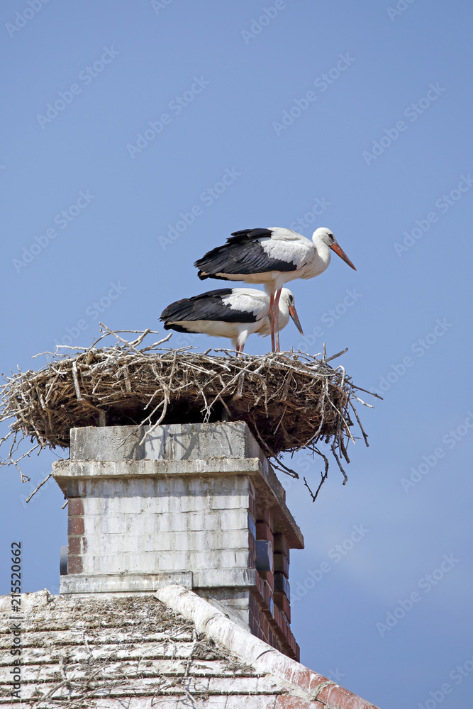 Storchennest auf dem Rauchfang Storchennest auf dem Rauchfang