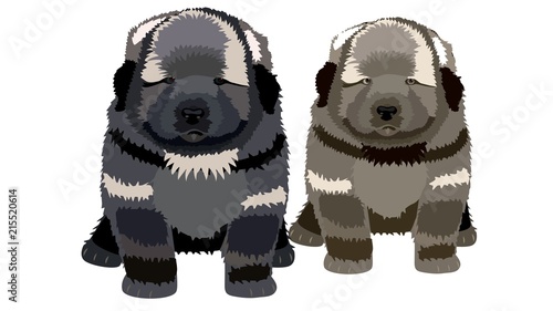 Puppy breed shepherd, vector 