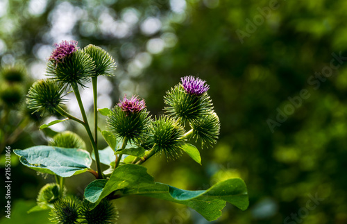 Purple prickly burdock. Raw materials for herbal medicine photo