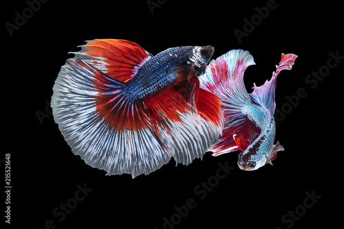 Thai fighting fish blue,red fighting fiercely.On isolated black background.