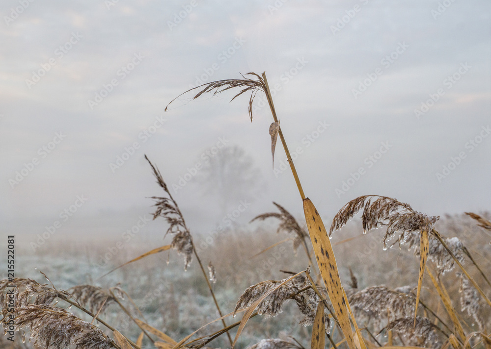 Obraz premium Reeds in Frost