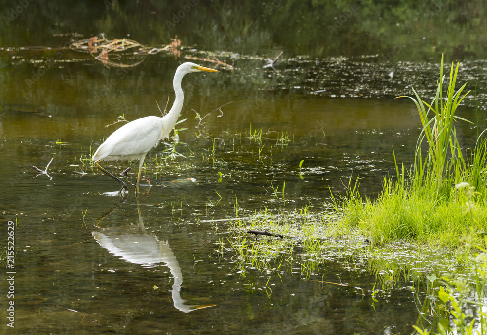 Obraz premium Great egret Ardea alba A large white bird that preys on water