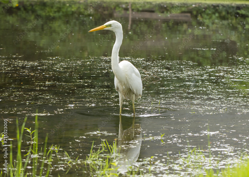 Great egret Ardea alba A large white bird that preys on water Great egret Ardea alba A large white bird that preys on water
