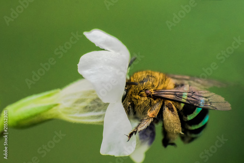 Blue Striped Bee On The Flower