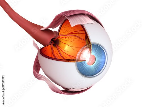 Фотография Eye anatomy - inner structure, Medically accurate 3D illustration