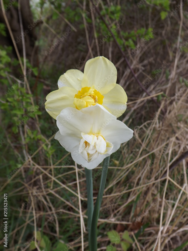 daffodil daffodil