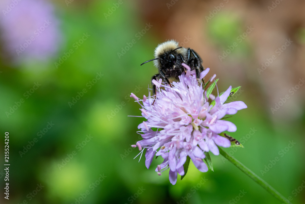 Bumblebee close-up collects pollen from a flower.Selective focus Bumblebee close-up collects pollen from a flower.Selective focus