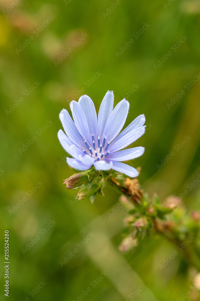 Blue flower on natural background. Flower of wild chicory endive . Cichorium intybus Blue flower on natural background. Flower of wild chicory endive . Cichorium intybus