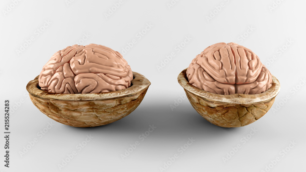 Fototapeta premium Brain in nuts