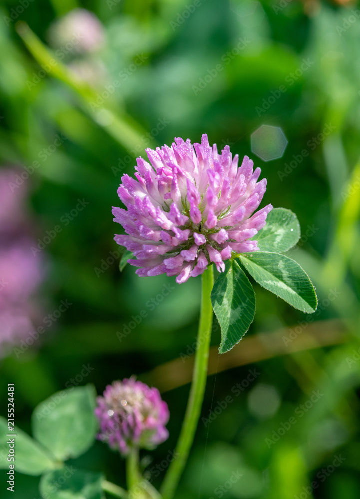 Close-up of a red clover (Trifolium pratense ) blossom in a meadow