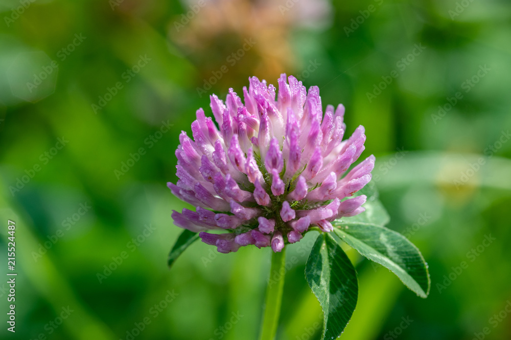 Close-up of a red clover (Trifolium pratense ) blossom in a meadow Close-up of a red clover (Trifolium pratense ) blossom in a meadow