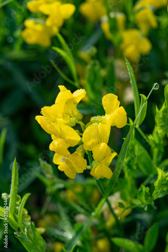 Meadow vetchling (Lathyrus pratensis) raceme. Yellow flowers on clambering plant in the pea family (Fabaceae) common in rough grassland