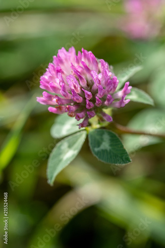 Close-up of a red clover (Trifolium pratense ) blossom in a meadow